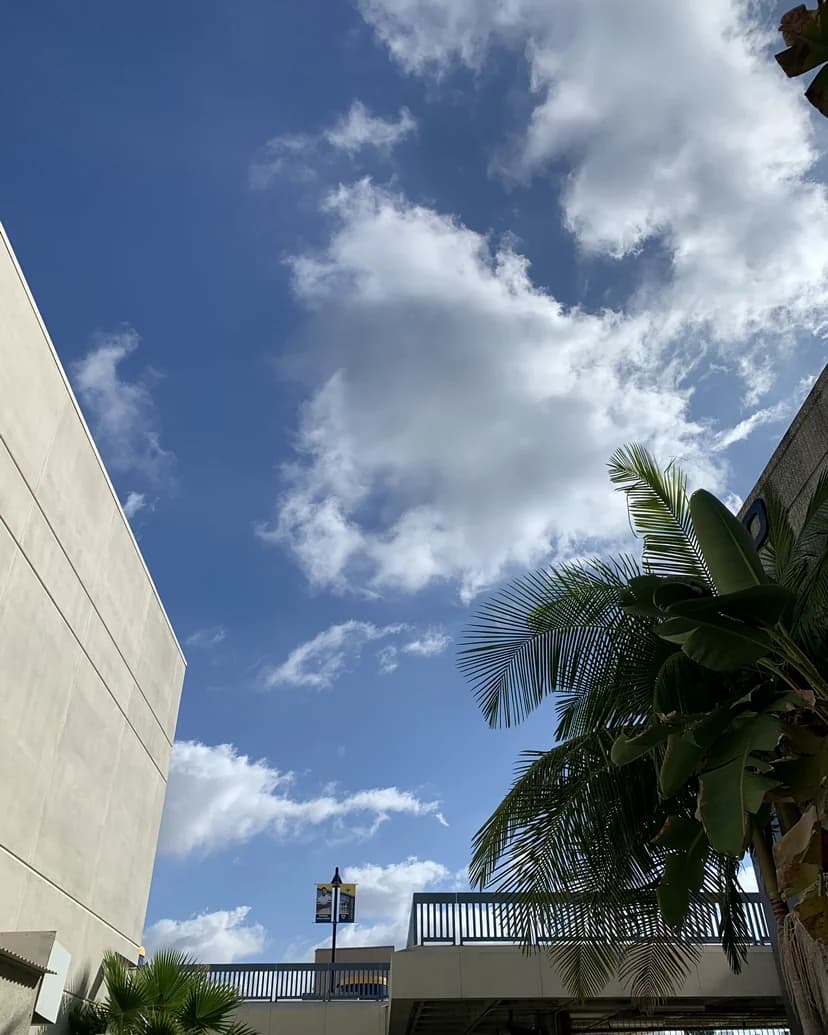 California building framed by palm trees and open sky