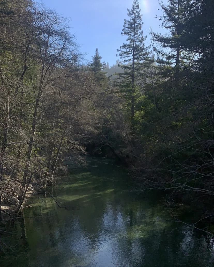 Tree-lined California waterway reflecting the surrounding landscape