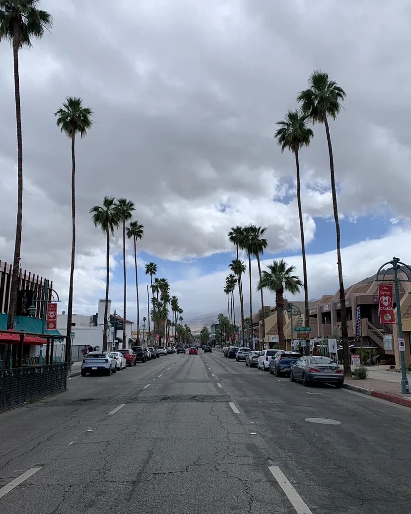 Palm-lined California street with moving and parked vehicles