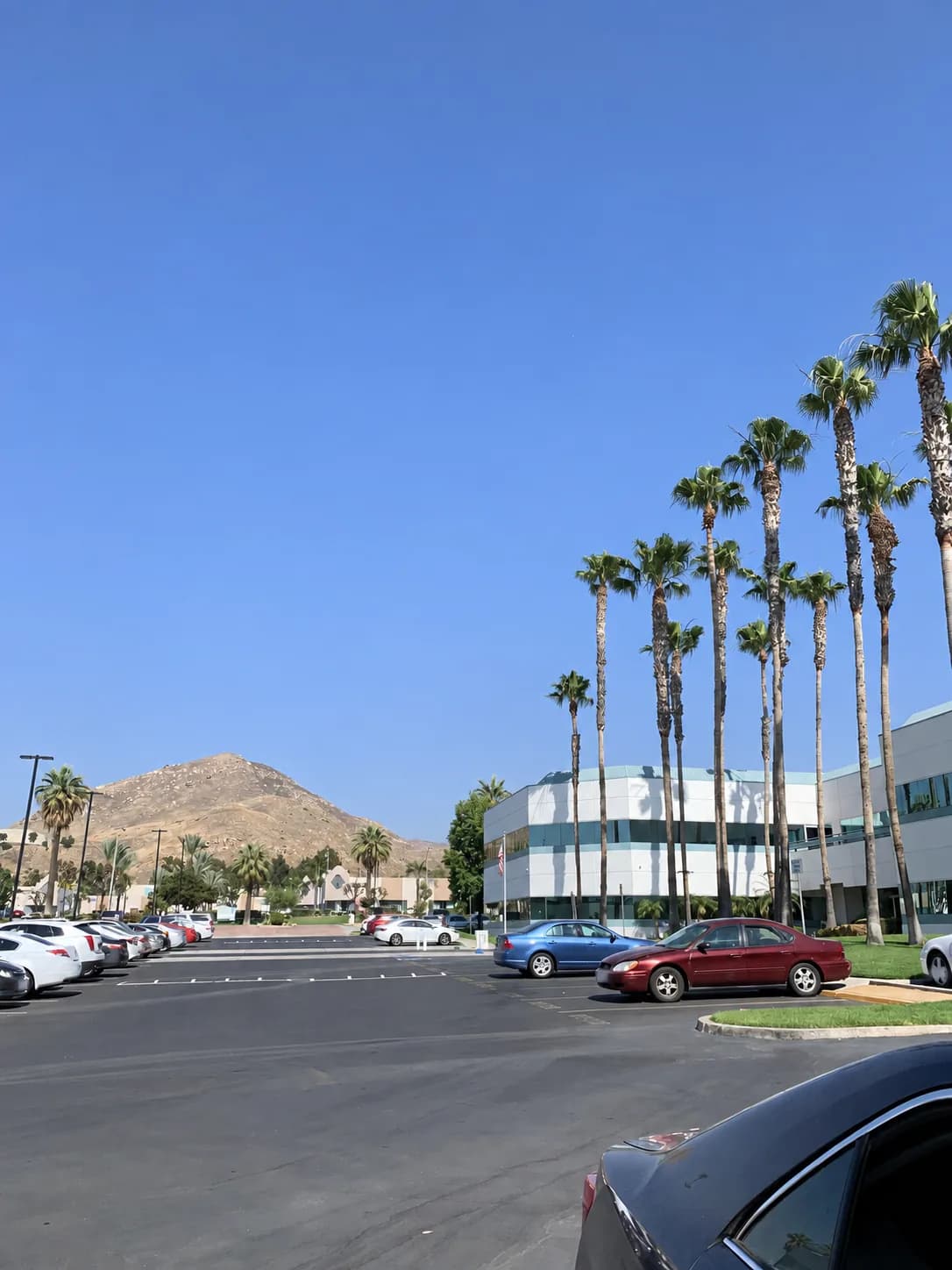Riverside County parking area with palm trees, offices, and a mountain backdrop