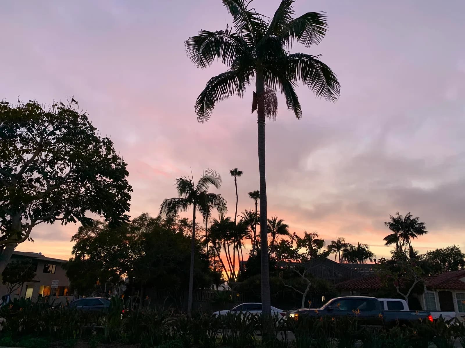 Cars traveling beneath palm trees at a Southern California sunset