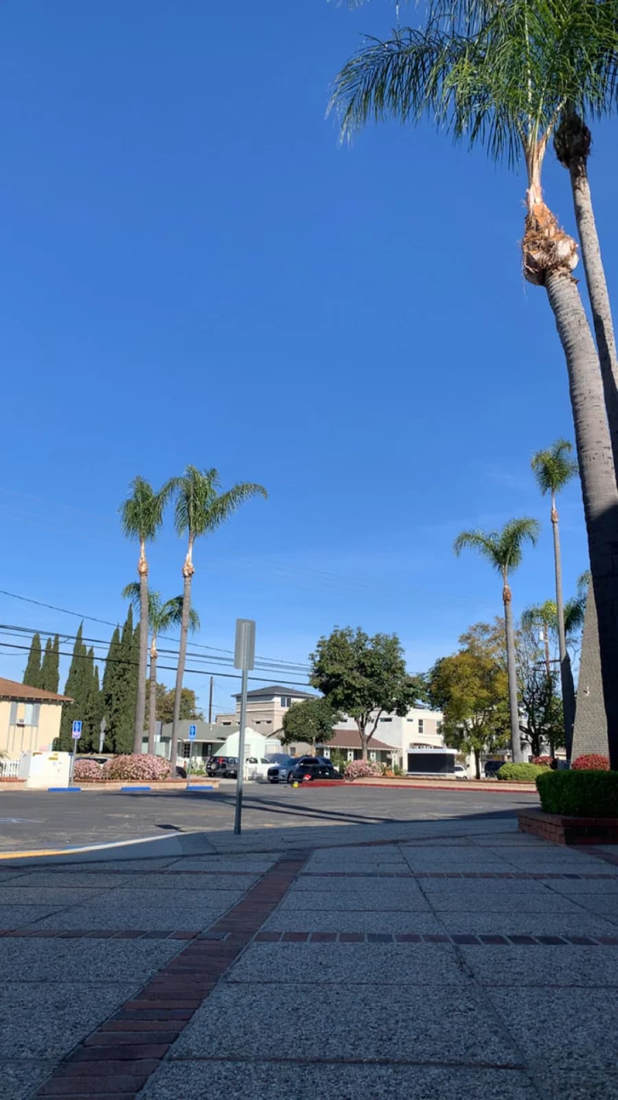 Southern California rental neighborhood framed by palm trees